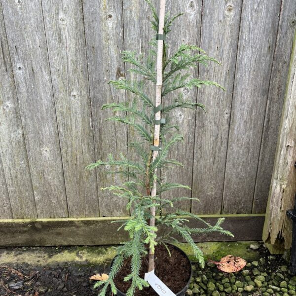 Sequoia sempervirens Coast Redwood 'Xeno' 6080cm (5L)