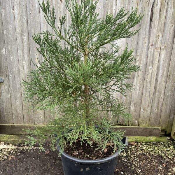 Sequoiadendron giganteum Giant Redwood 150-175cm (45L)
