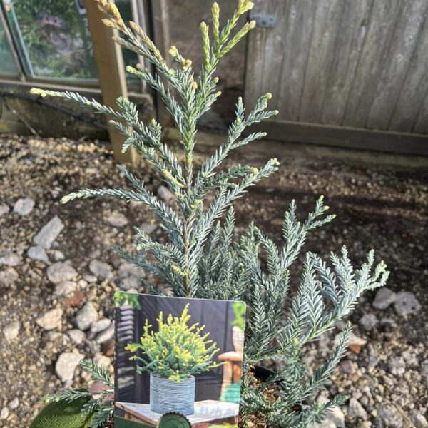Sequoia sempervirens - Blue Coast Redwood 'Adpressa' (2L)