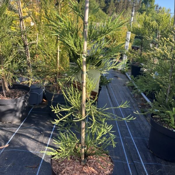 junger bonsai Dwarf Japanese Garden Juniper