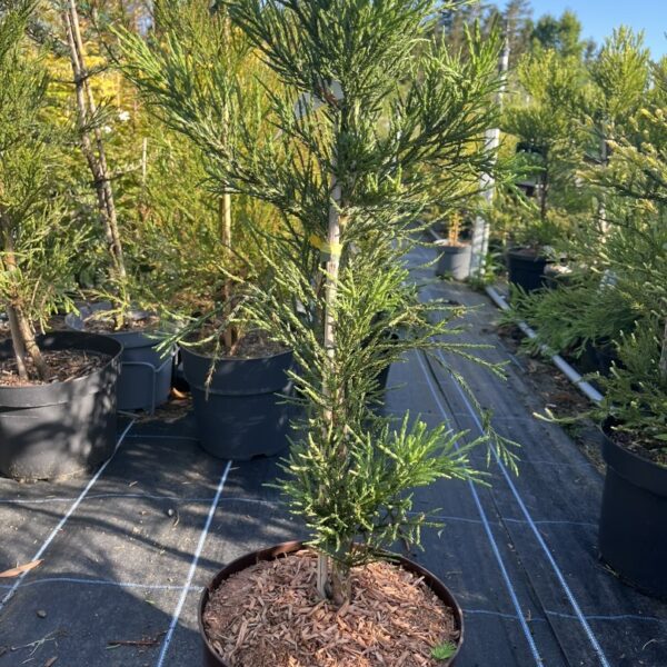 Sequoiadendron giganteum - Giant Redwood ‘Healthy Mammoth 1’