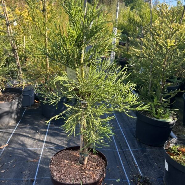 Sequoiadendron giganteum - Giant Redwood ‘Healthy Mammoth 2’