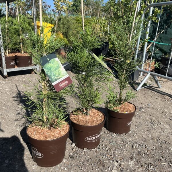 Sequoiadendron giganteum - Giant Redwood‘Healthy Mammoths