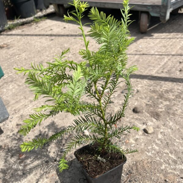 Coast Redwood Tree 20/40cm (Cell)
