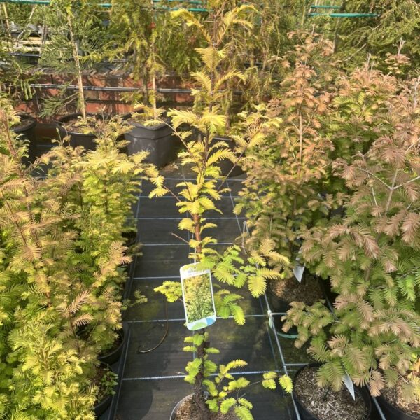 Dawn Redwood 'Amber Glow' 60/80cm (2L)