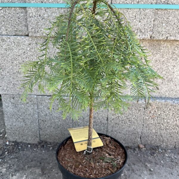 Metasequoia glyptostroboides - Dawn Redwood 'Miss Grace' 30/40cm Top Graft (3L)