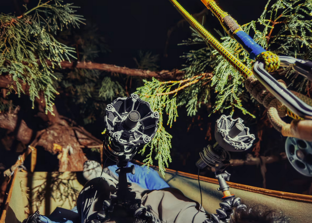 Redwood Forest Ritual Capturing the Hidden Sounds of Ancient Redwood Forests