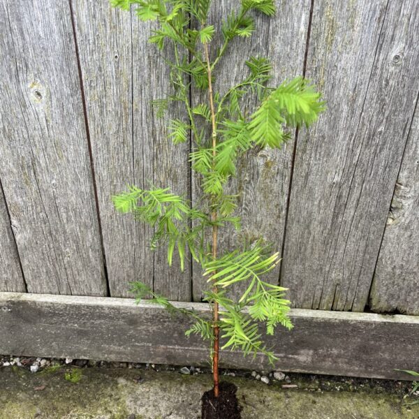 Metasequoia glyptostroboides - Dawn Redwood 40/60cm (Cell)