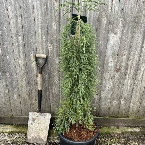 Giant Redwood 'Pendulum' 120/150cm (35L)