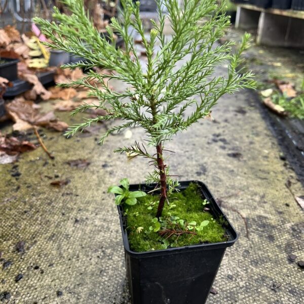 Giant Redwood Sapling - Bonsai 10/20cm (P9)