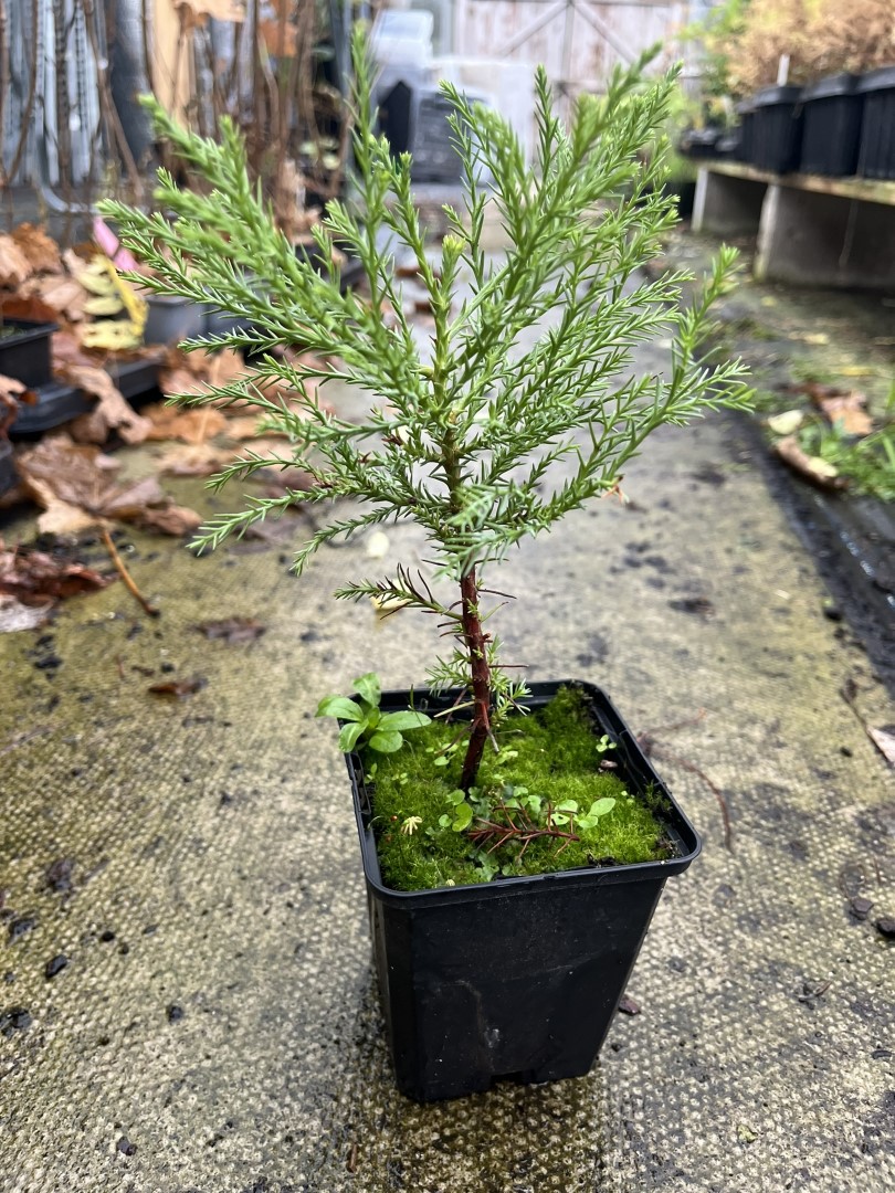 design bonsai Bonsai Tree | White Design main image 1