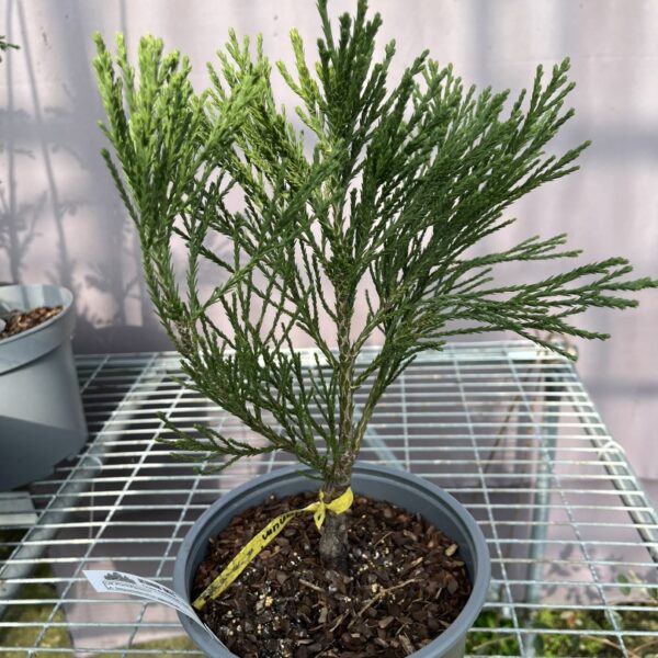 Sequoiadendron giganteum - Giant Redwood 'Nanum'