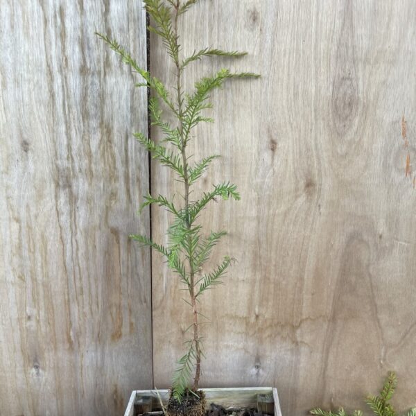 Sequoia sempervirens Coast Redwood Tree 40/60cm (Cell)