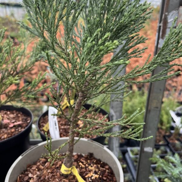Giant Redwood 'Barts Green' 20/40cm (5L)