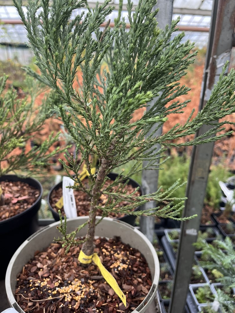 Giant Redwood 'Barts Green' 20/40cm (5L)