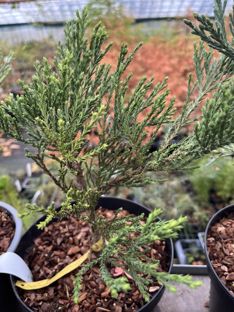 Giant Redwood 'Barts Green' 20/40cm (5L) - Image 2