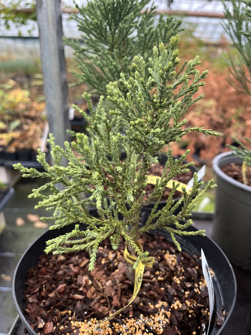 Giant Redwood 'Beautiful Jop' 20/40cm (5L) - Image 2