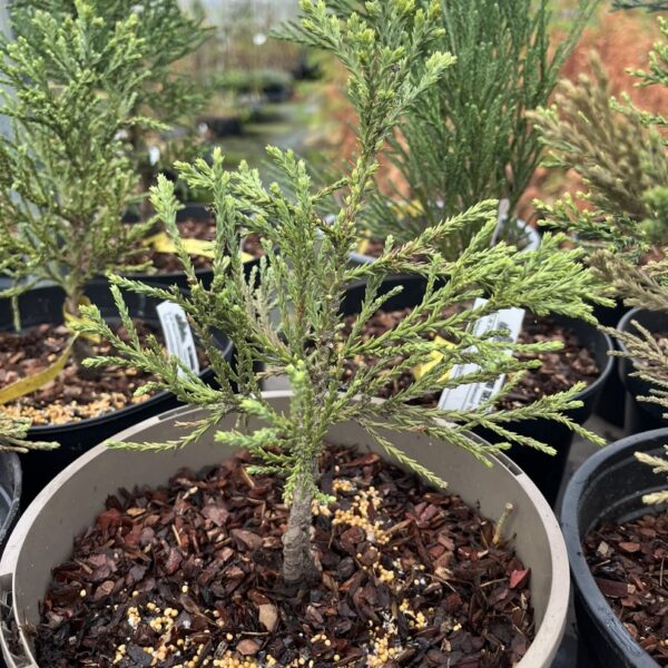 Giant Redwood 'Beautiful Jop' 20/40cm (5L)