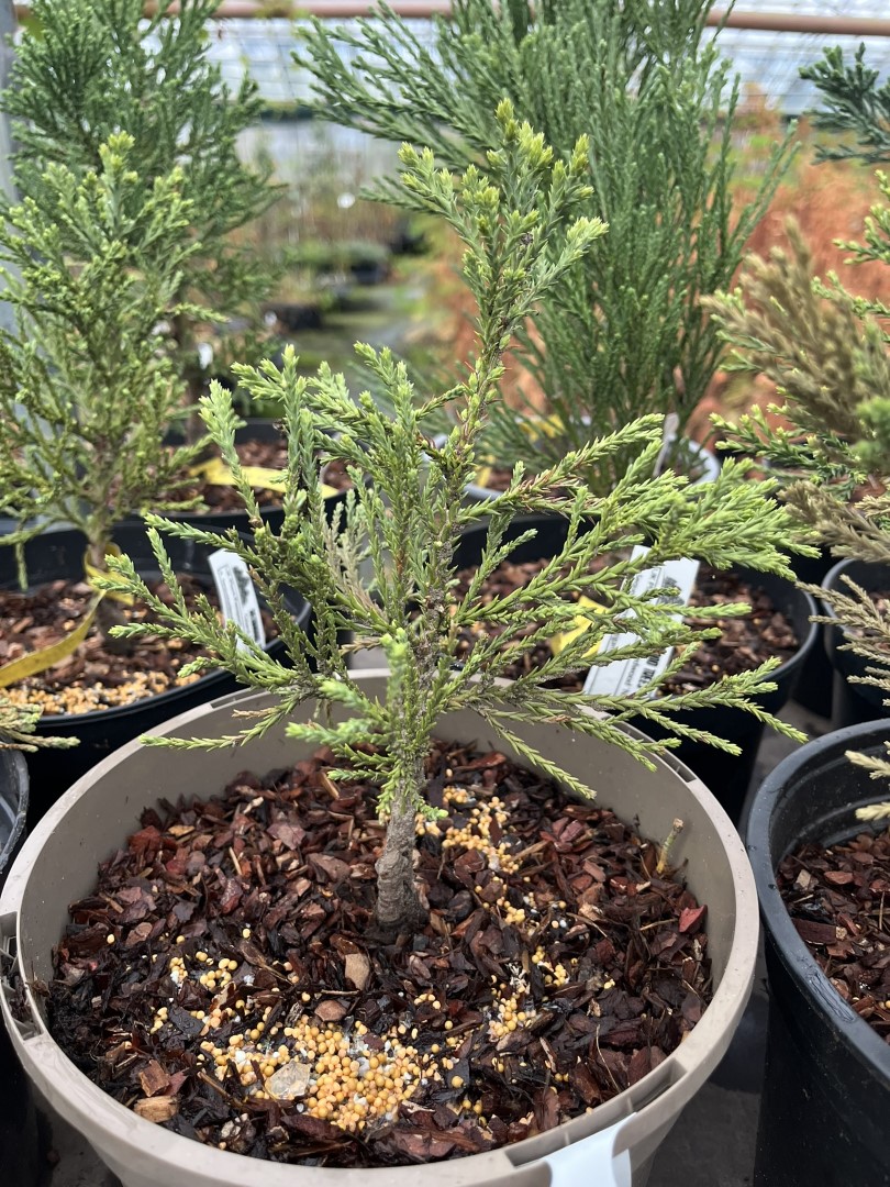 Giant Redwood 'Beautiful Jop' 20/40cm (5L)