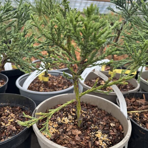 Giant Redwood 'Curley Green' 20/40cm (5L)