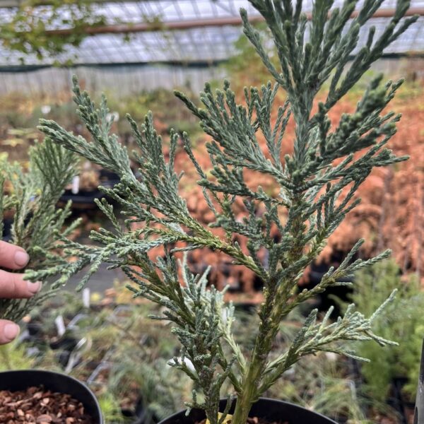 Giant Redwood 'Exceptionally Blue' 20/40cm (5L)