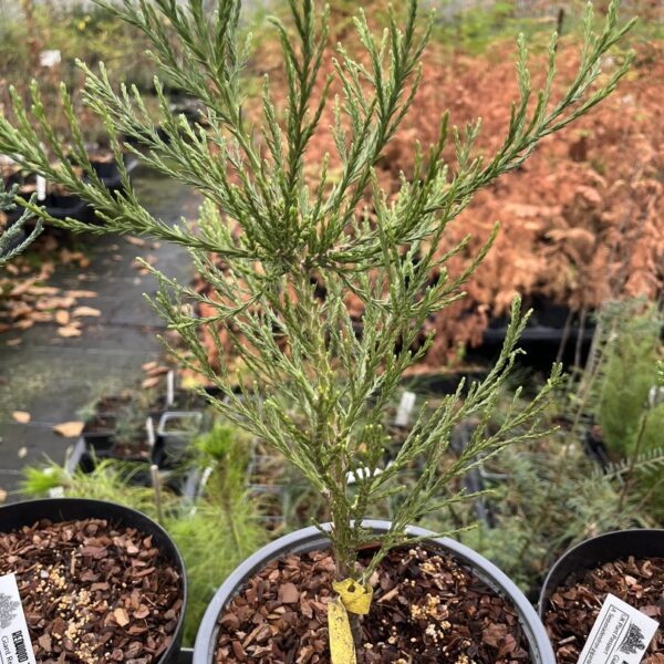 Giant Redwood 'Lighting Green' 20/40cm (5L)
