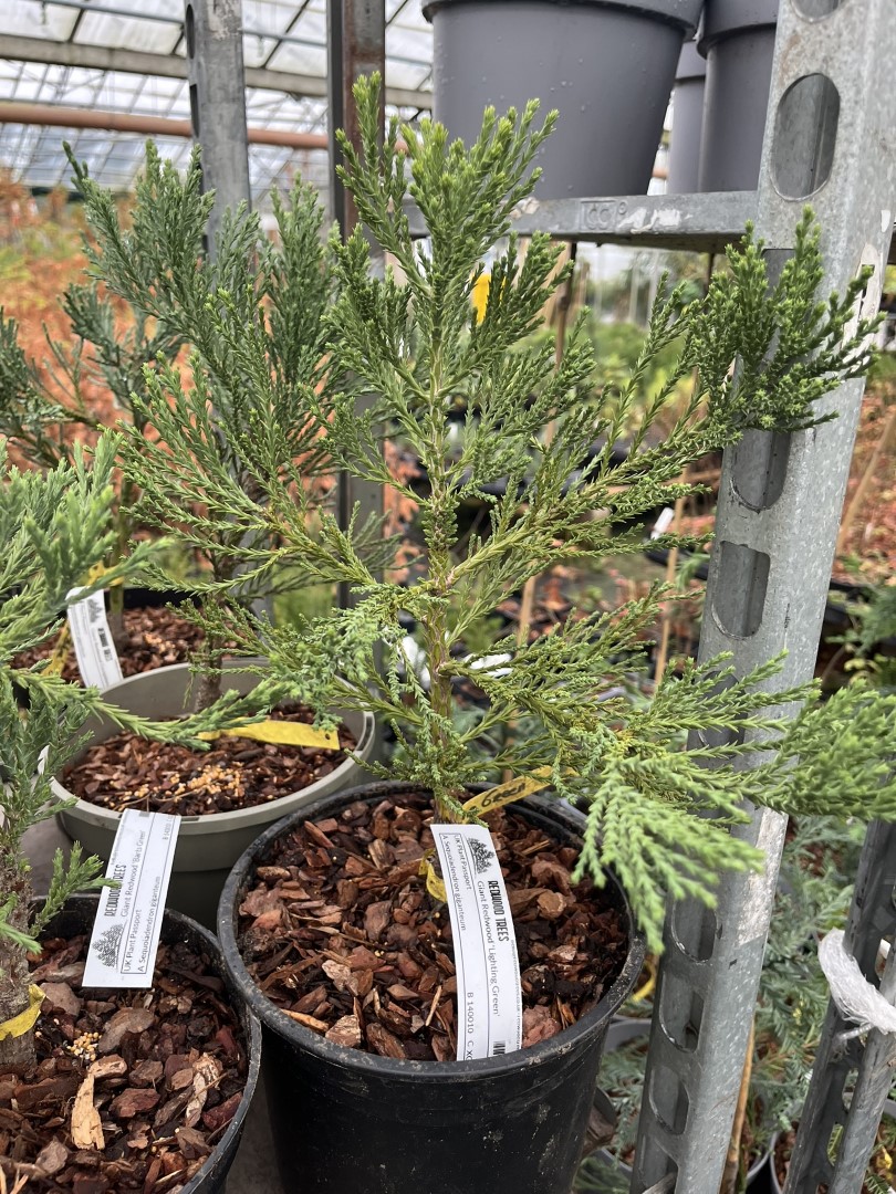 Giant Redwood 'Lighting Green' 20/40cm (5L) - Image 2