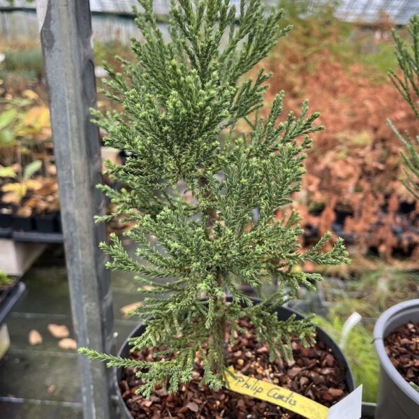 Giant Redwood 'Philip Curtis' 20/40cm (5L)