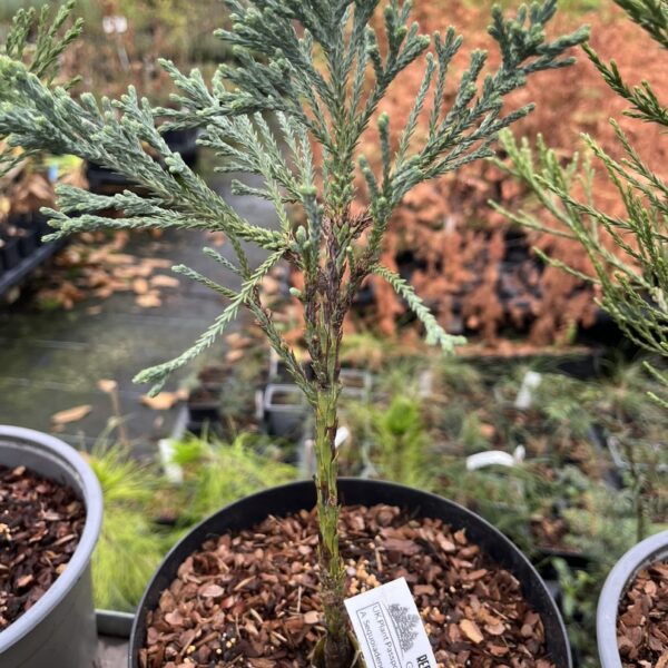 Giant Redwood (Sequoiadendron giganteum) trees available to buy