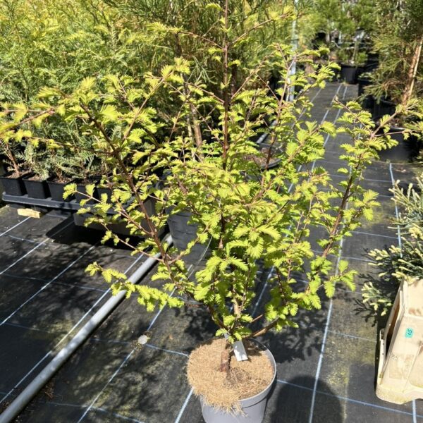 Metasequoia glyptostroboides - Dawn Redwood 'Chubby'