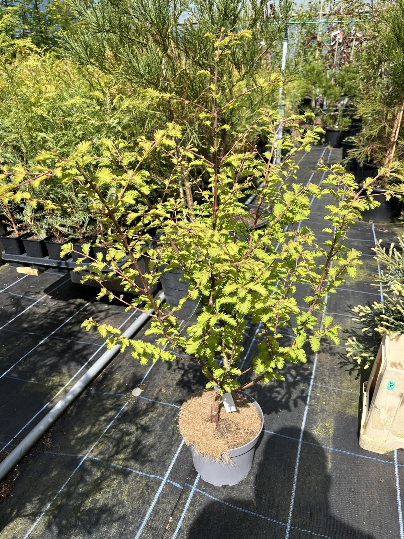 Metasequoia glyptostroboides - Dawn Redwood 'Chubby'