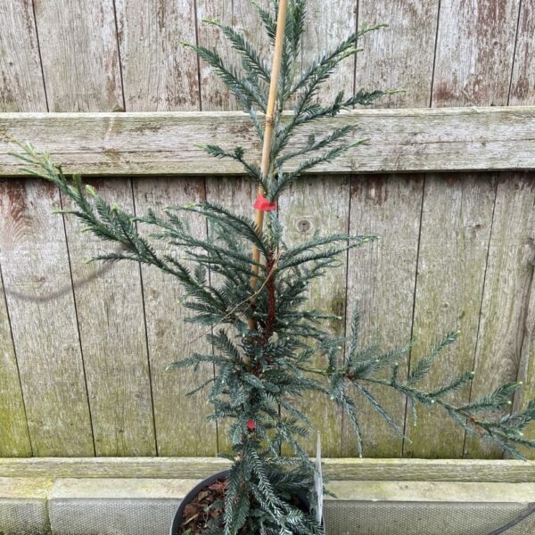 Sequoia sempervirens -Coast Redwood - Adpressa