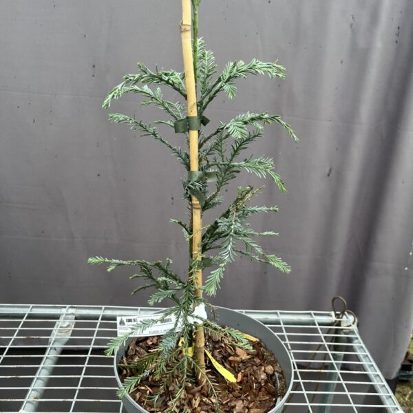 Sequoia sempervirens - Coast Redwood 'Aptos Blue'