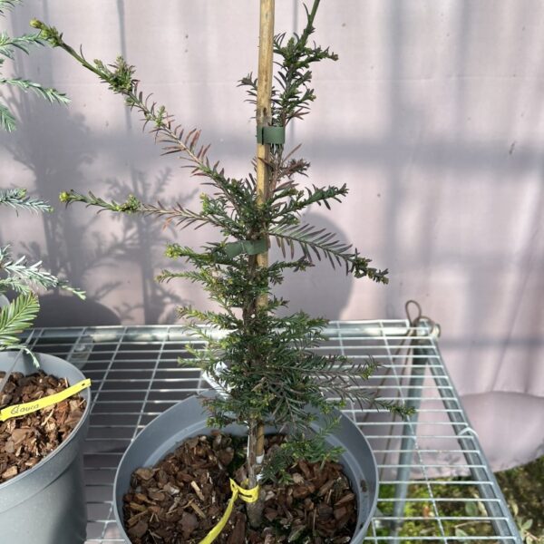 Sequoia sempervirens - Coast Redwood 'Big Bonsai'
