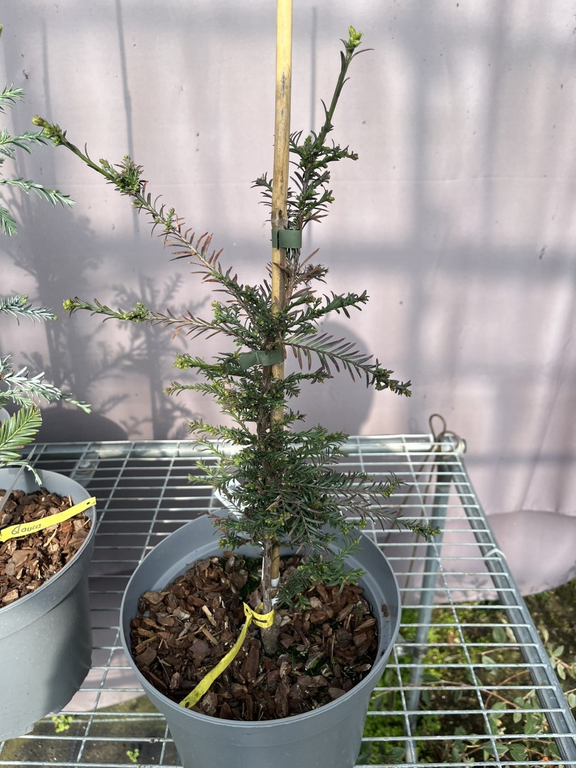 Sequoia sempervirens - Coast Redwood 'Big Bonsai'