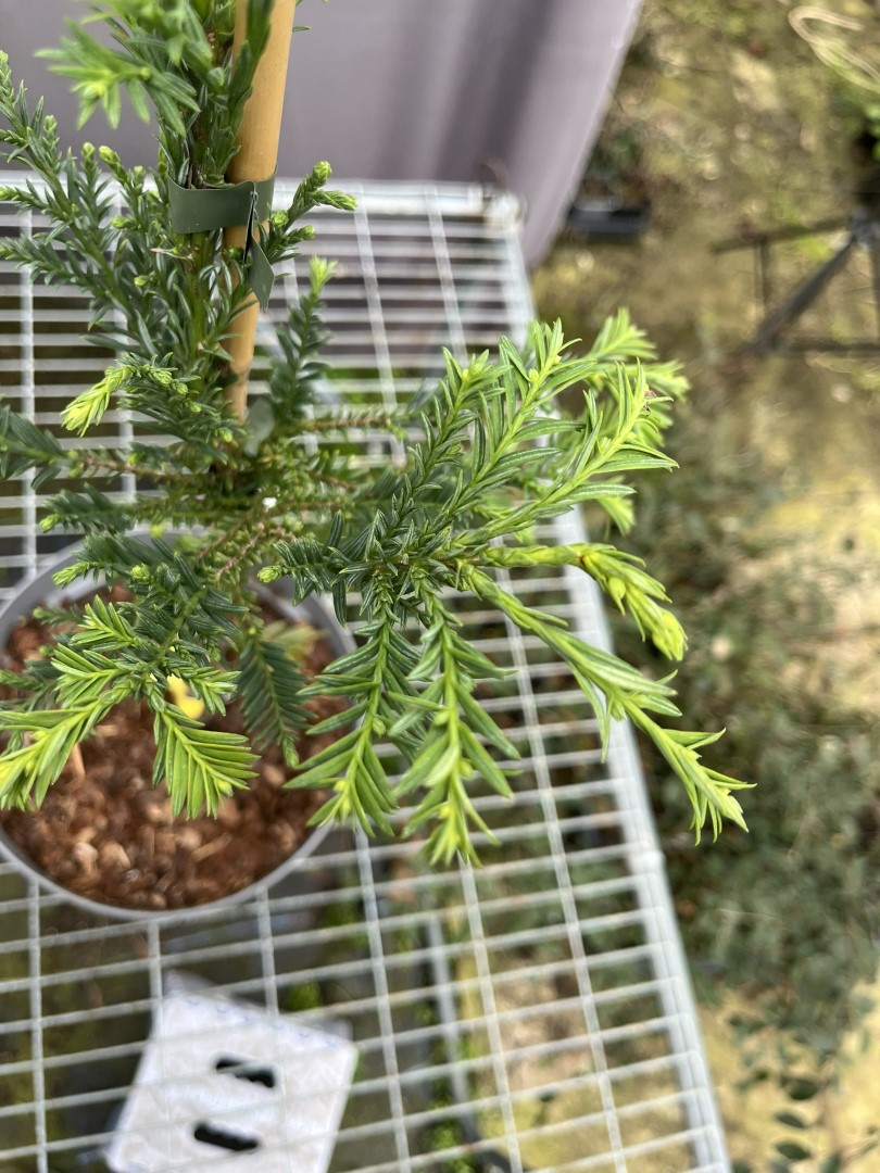 Sequoia sempervirens - Coast Redwood 'Emily Brown'