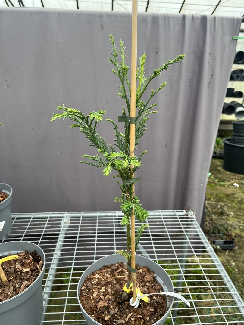Sequoia sempervirens - Coast Redwood 'Emily Brown'