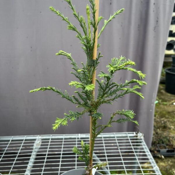 Sequoia sempervirens - Coast Redwood 'Emily Brown'