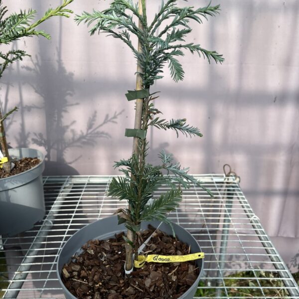 Sequoia sempervirens - Coast Redwood 'Glauca'