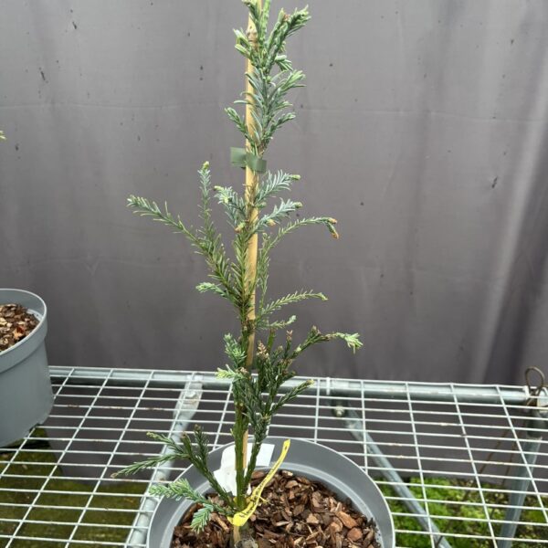 Sequoia sempervirens - Coast Redwood 'Henderson Blue'