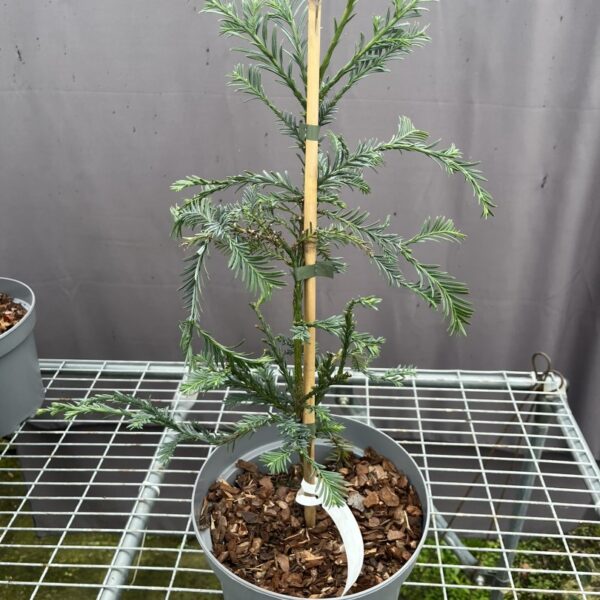 Sequoia sempervirens - Coast Redwood 'High Ranch Blue'