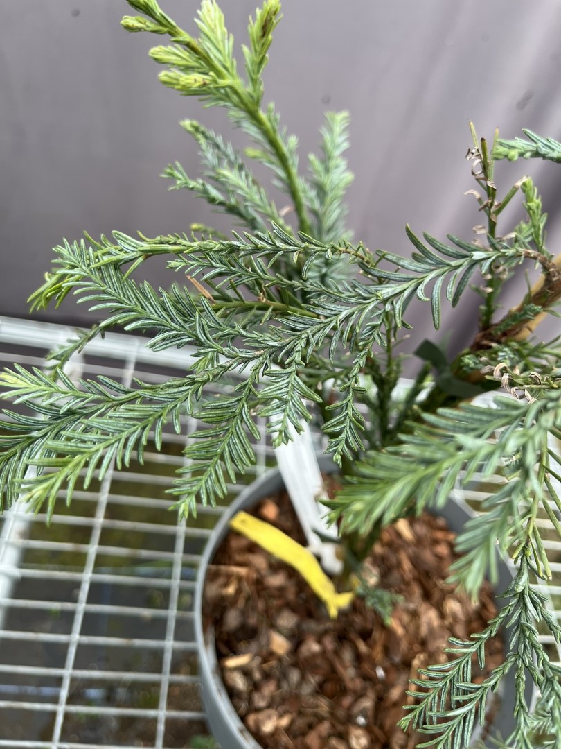 Coast Redwood 'Kenwood' 40/60cm (5L) - Image 2
