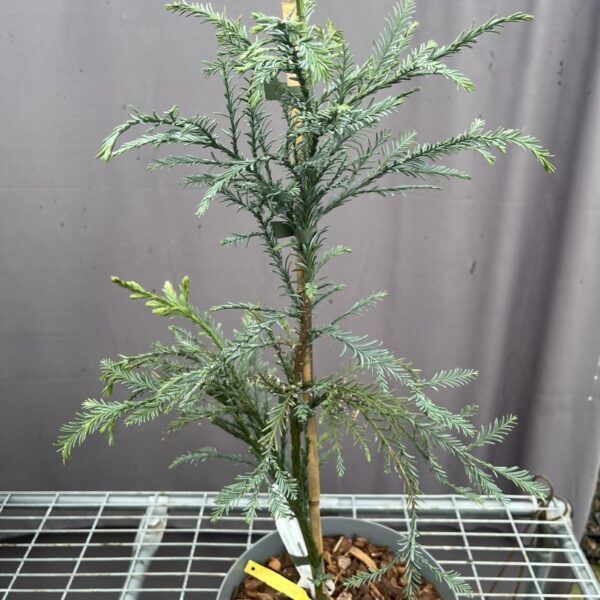 Sequoia sempervirens - Coast Redwood 'Kenwood'