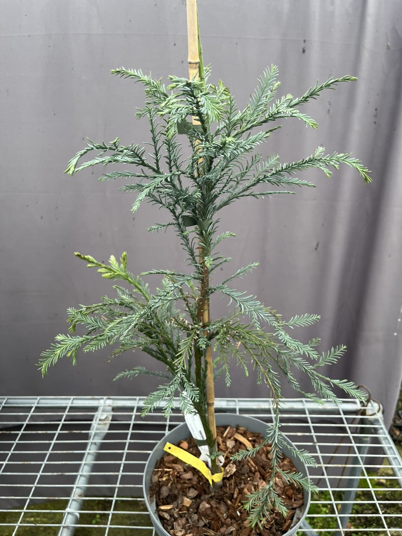 Sequoia sempervirens - Coast Redwood 'Kenwood'