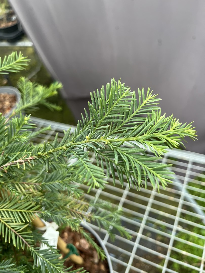 Sequoia sempervirens - Coast Redwood 'Korbel KT'