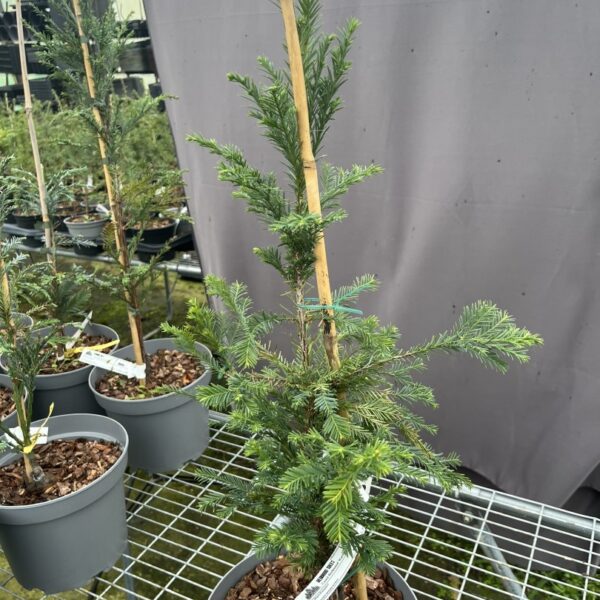 Sequoia sempervirens - Coast Redwood 'Korbel KT'
