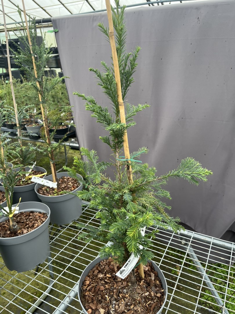 Sequoia sempervirens - Coast Redwood 'Korbel KT'