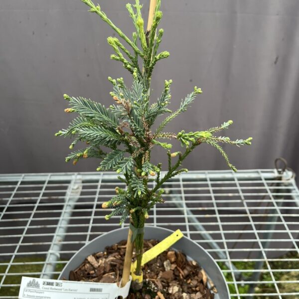 Sequoia sempervirens - Coast Redwood 'Les Barres'
