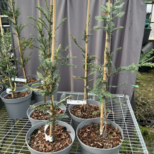 Sequoia sempervirens - Coast Redwood 'Loma Prieta Spike'