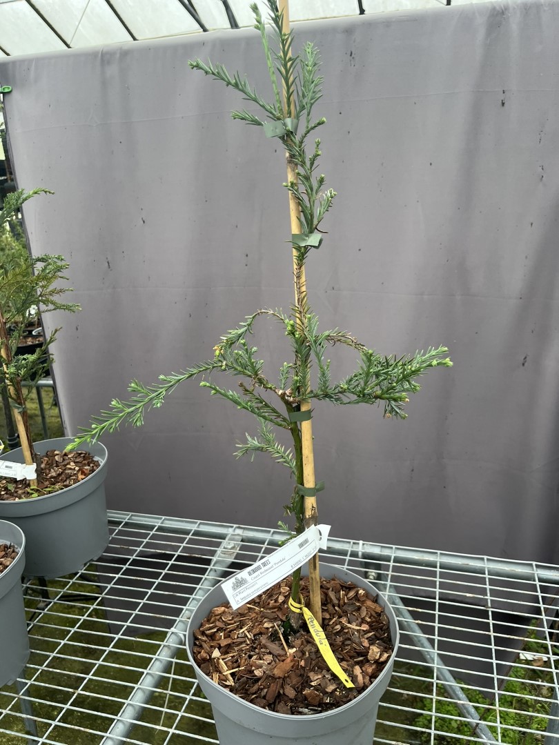 Sequoia sempervirens - Coast Redwood 'Pendula'
